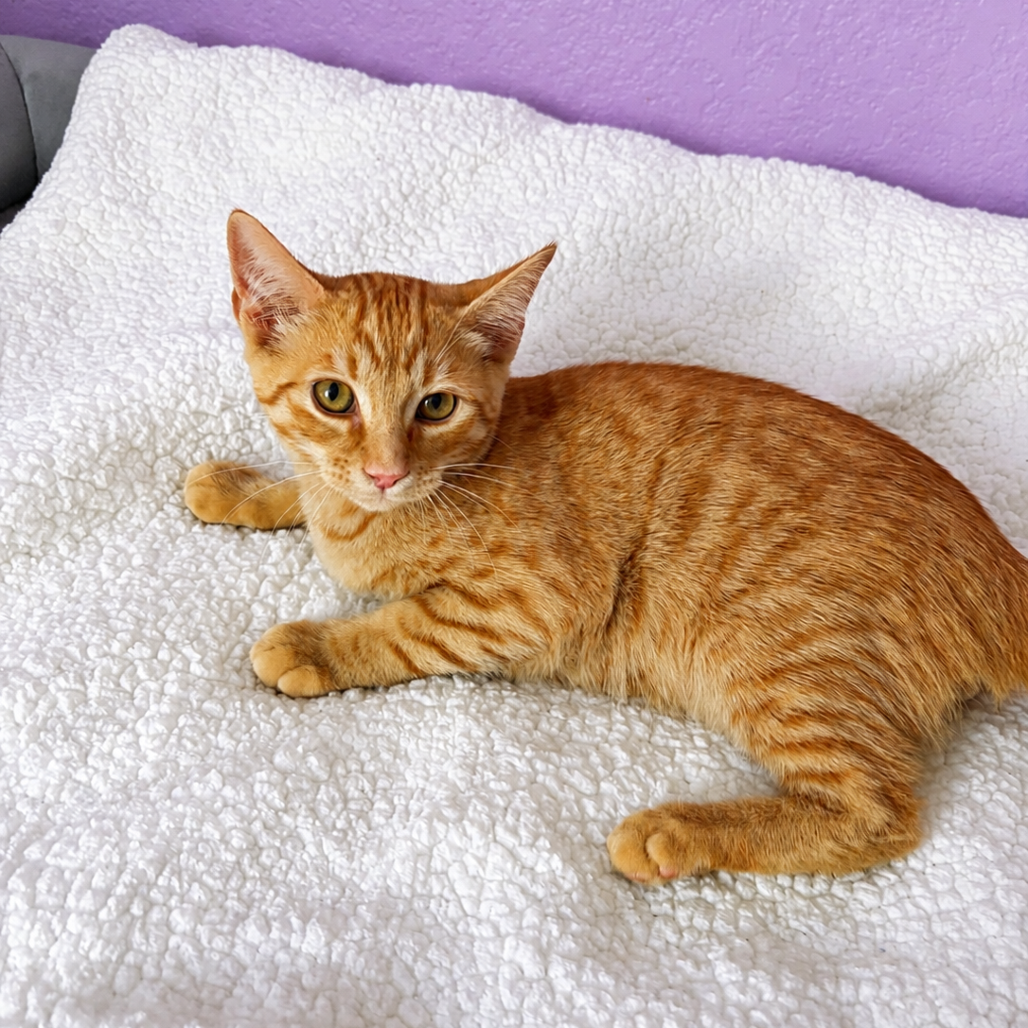 cat-3_d15c0254-8ccd-4beb-bc3e-1c988bcc5d51-removebg-preview.png