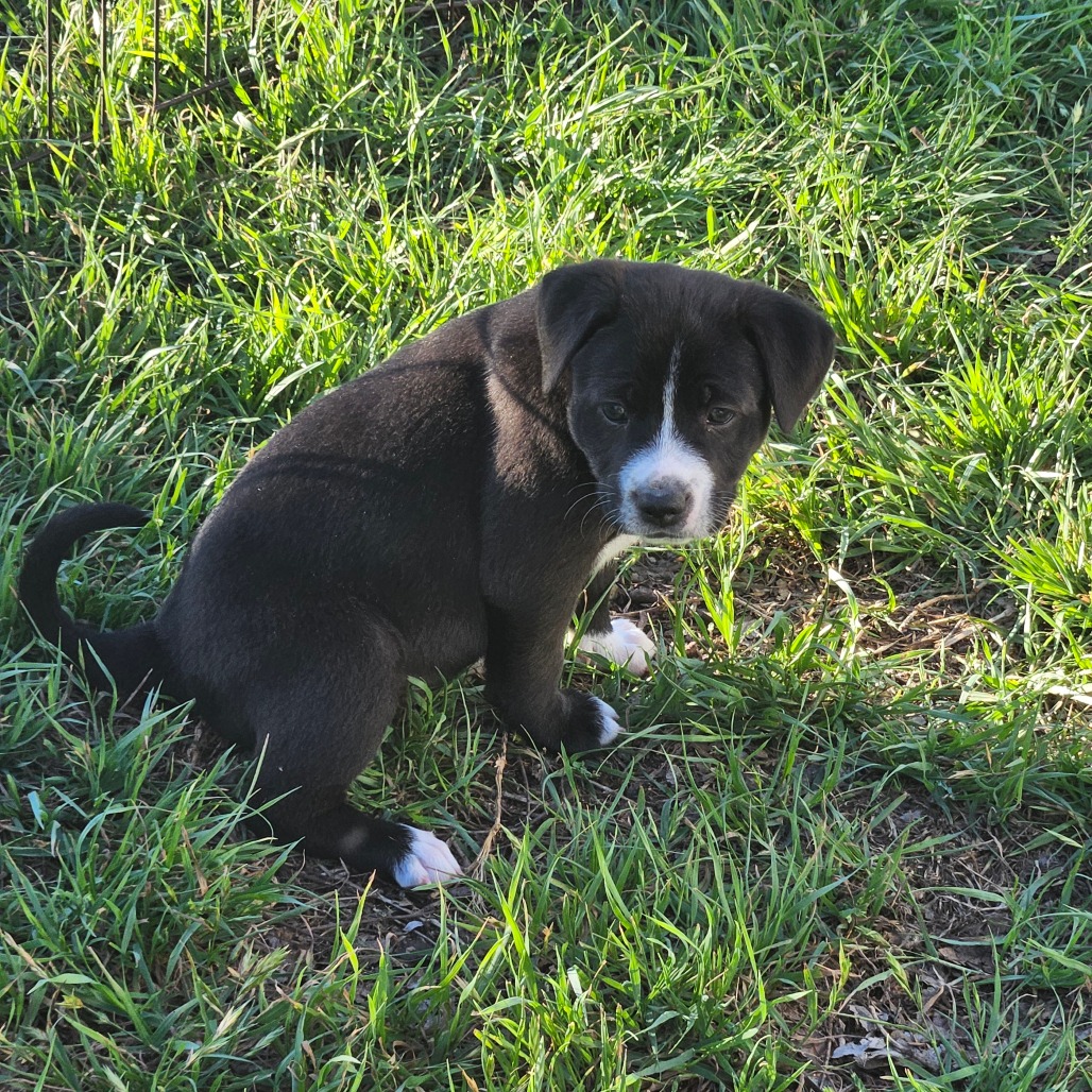 Cocoa Puff — thumbnail 5