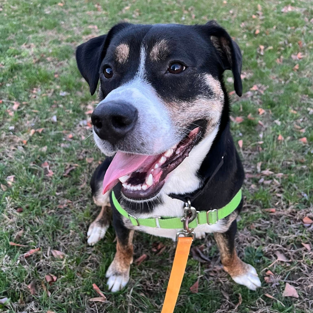 Photo of Swiss Miss 16