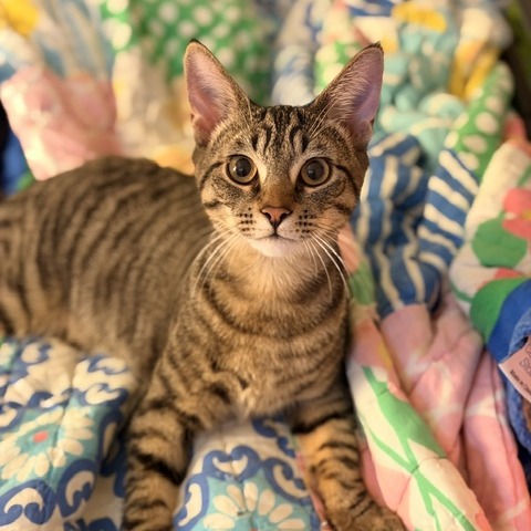 Matteo
