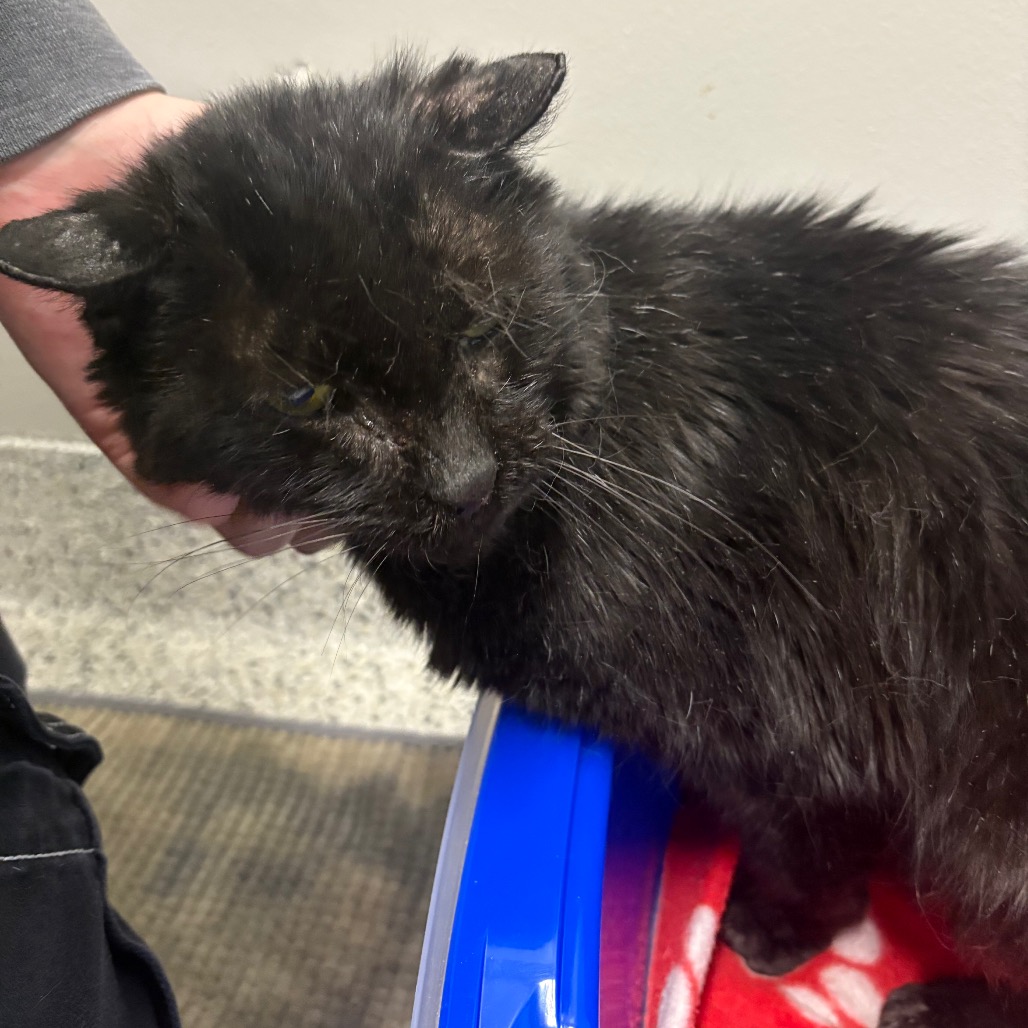 Hadley — thumbnail 4