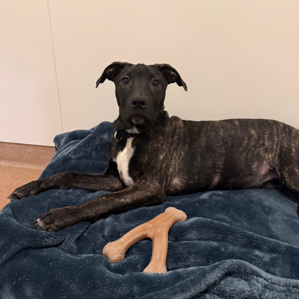 Lenore — thumbnail 5