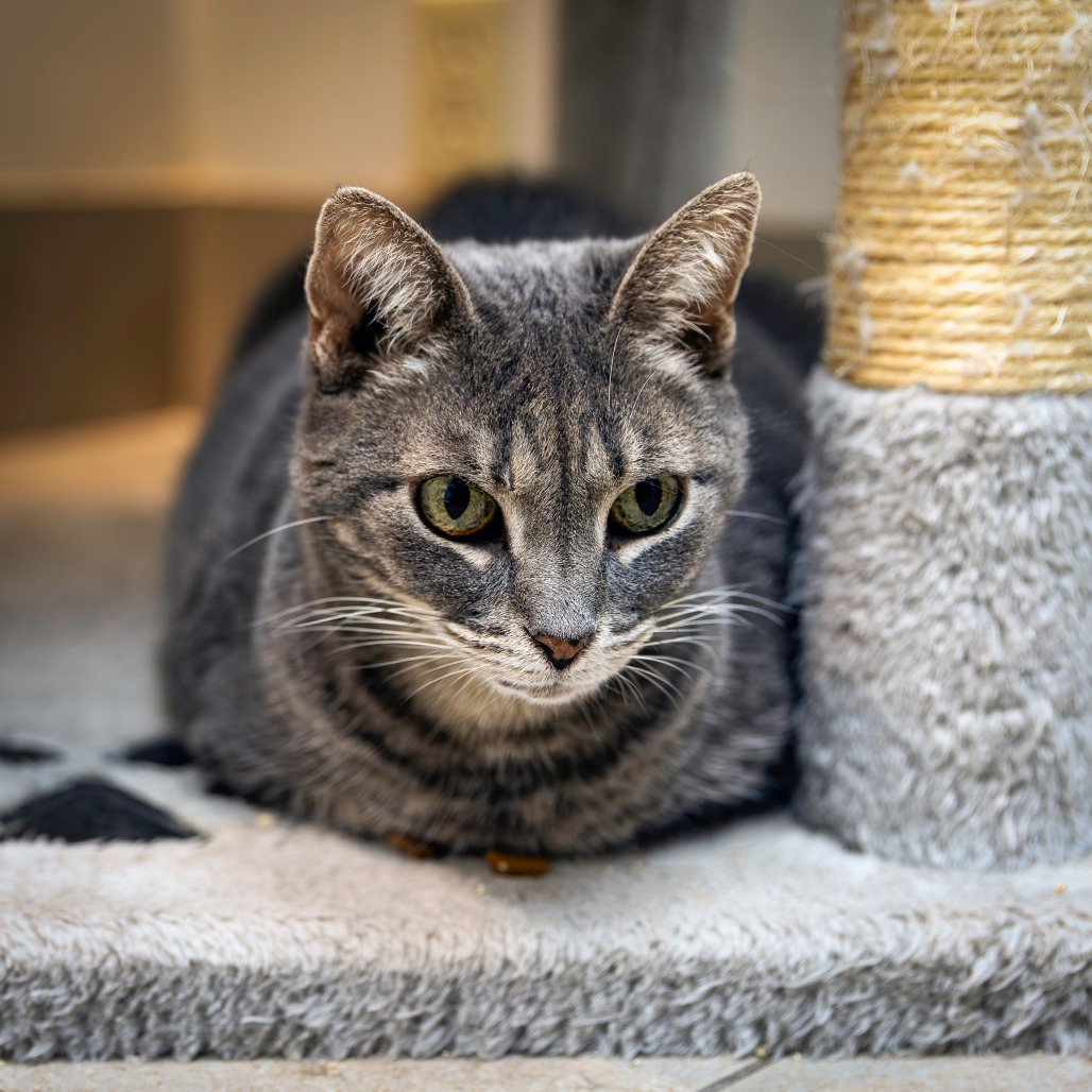 JELLY BEAN - Domestic Shorthair available for adoption