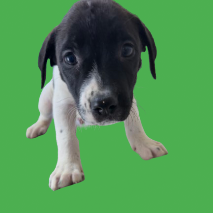 Tusc Stray 83150 2 3