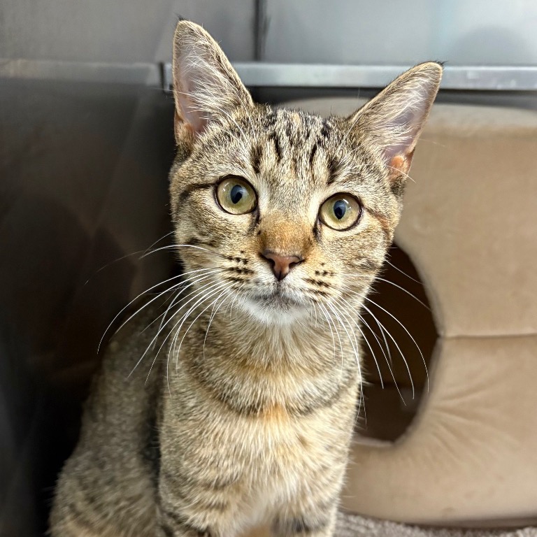 Full body shot of Lady Mormont