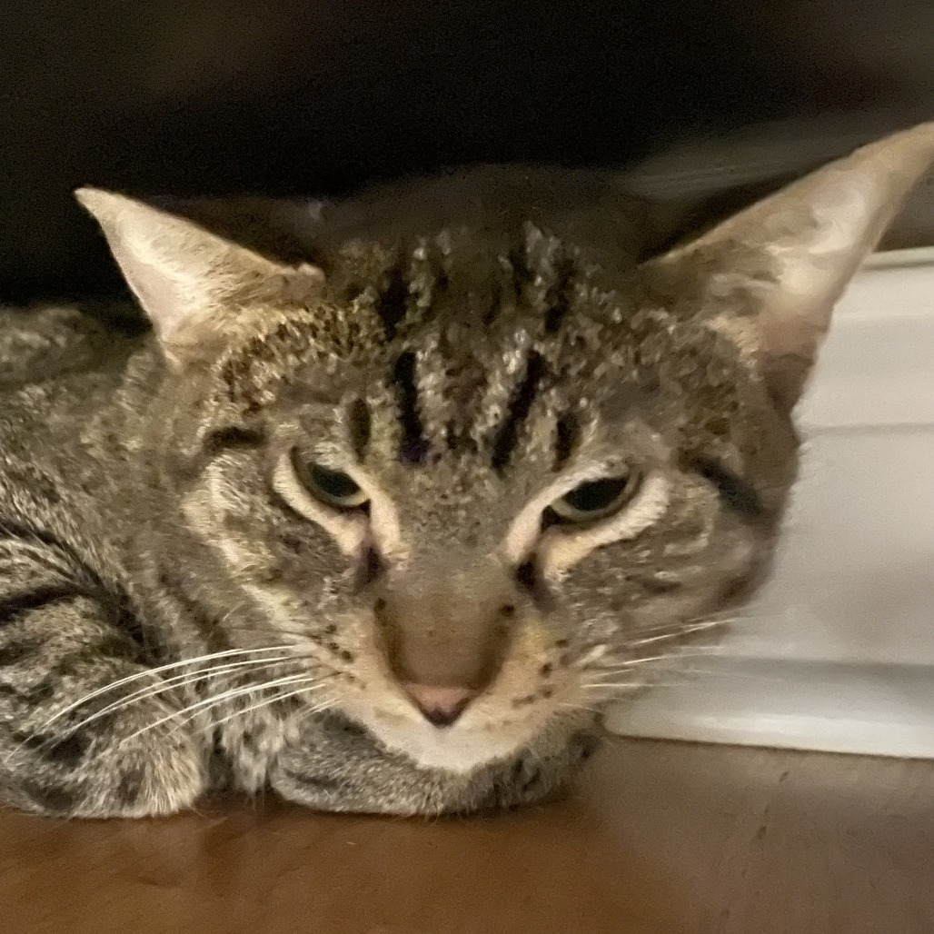 Sakay — thumbnail 3