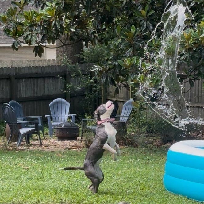 Ruby aka Woobie (Formerly Rosie), photo 3