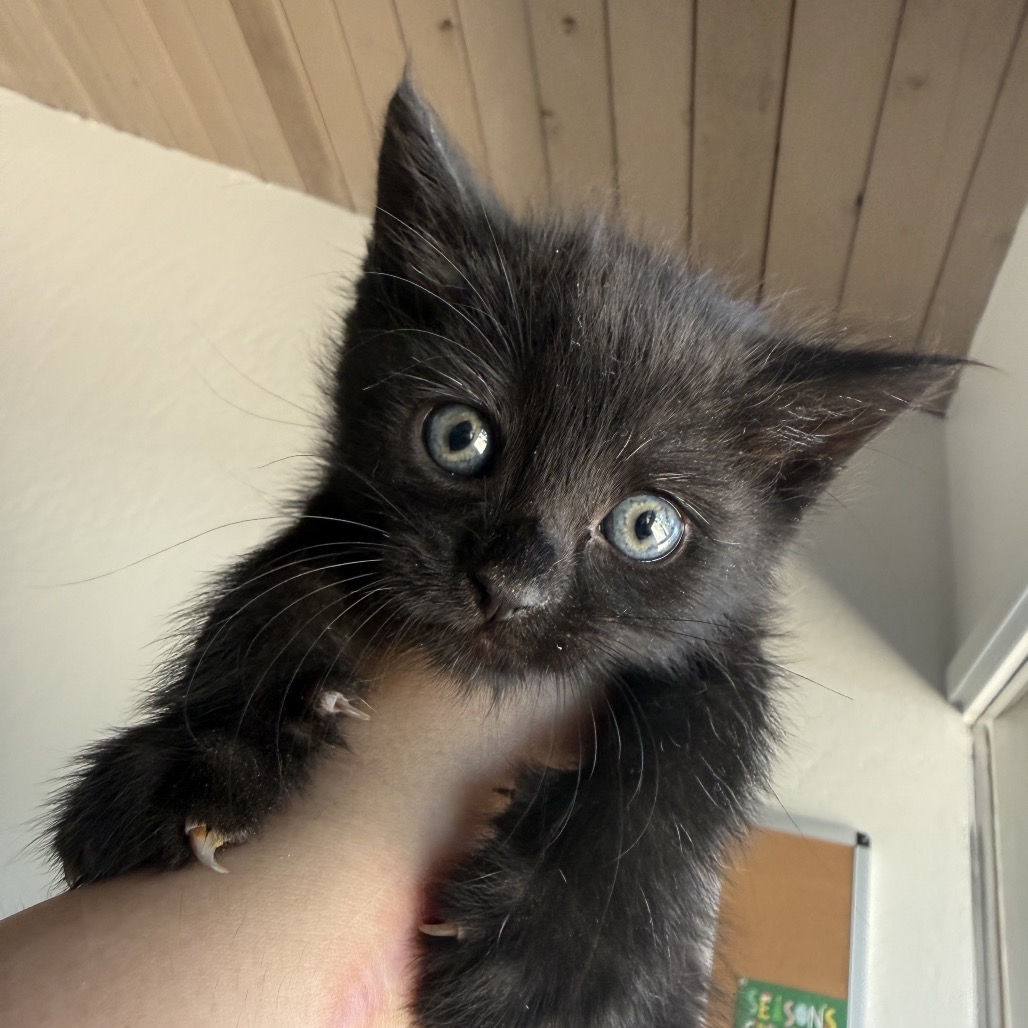 Little Bear (F9), photo 2