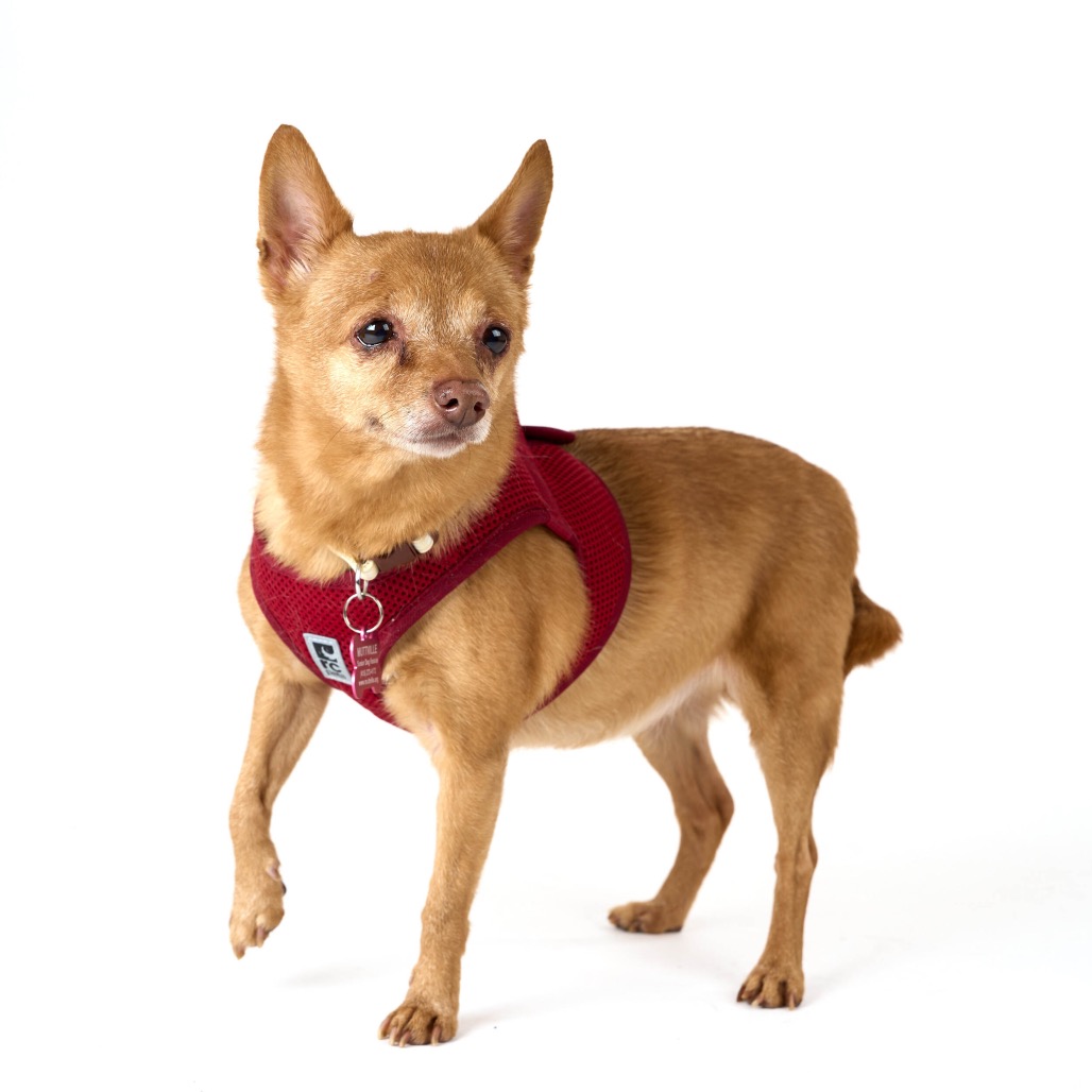 Joan of Arc 13797 — thumbnail 5