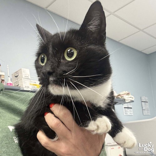LIBBY - Domestic Shorthair available for adoption