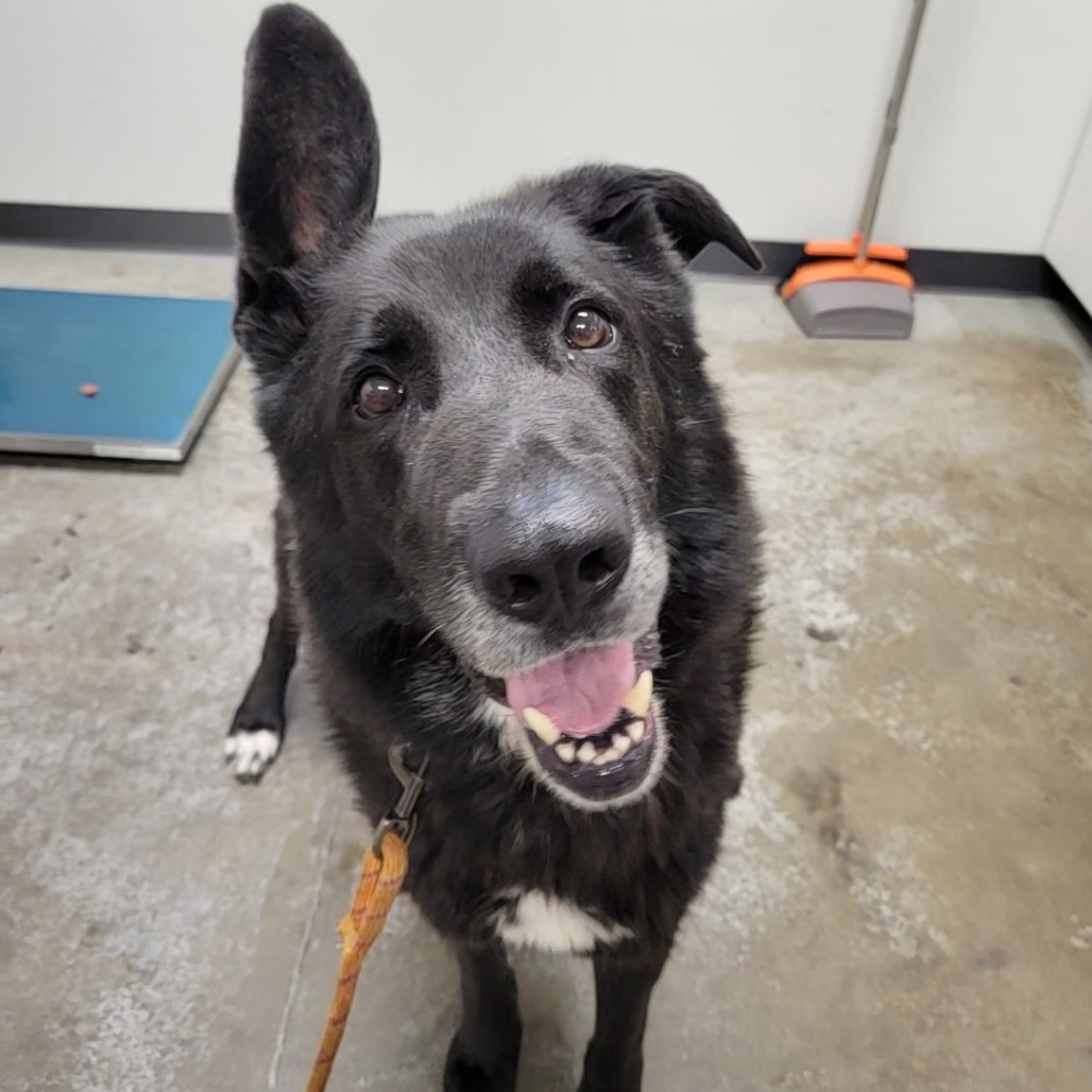 Otis, adoptable senior Shepherd, German / Retriever, Labrador