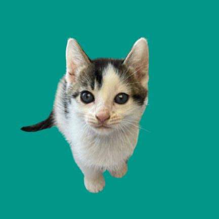 Tusc Stray 81855 2 3