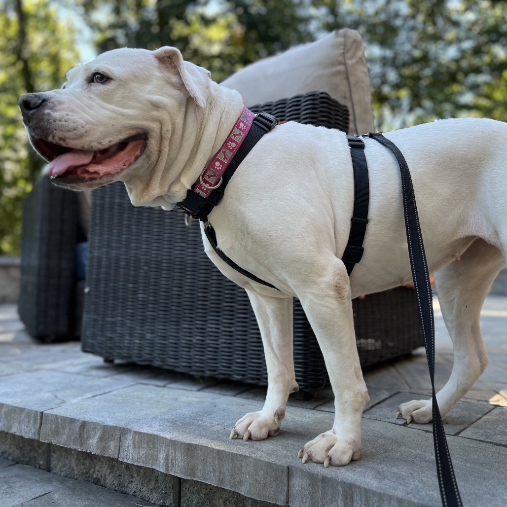 Marley, photo 34
