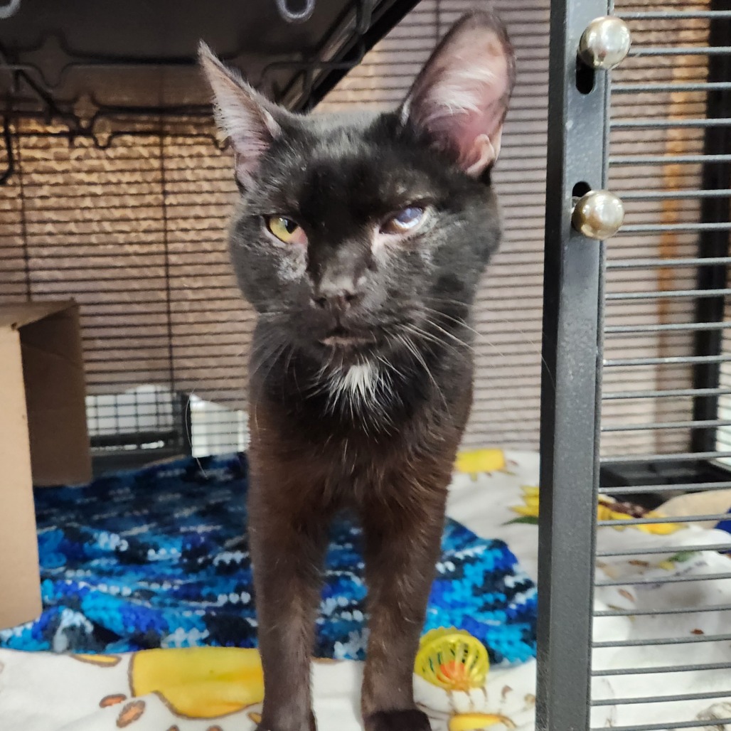 Moonlight — thumbnail 4