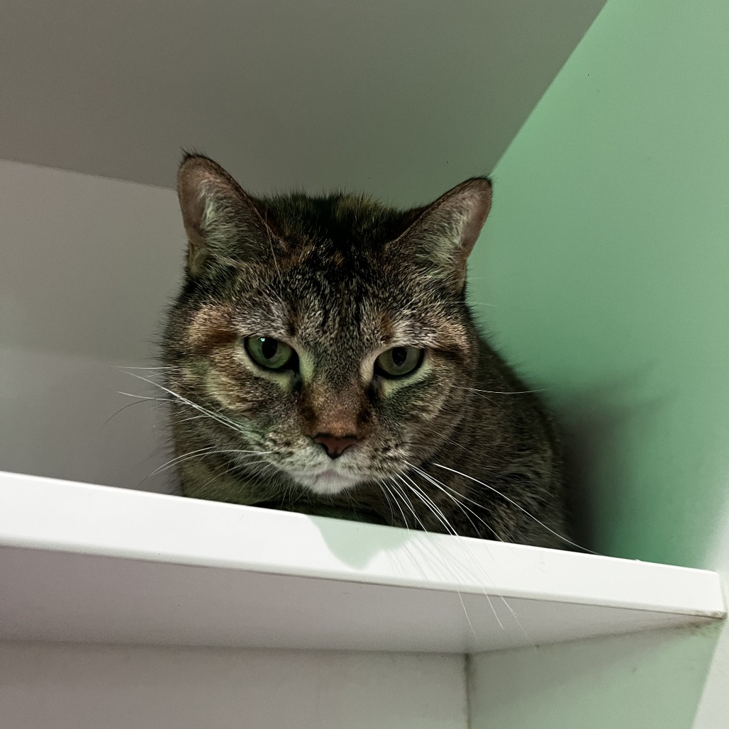 Belma — thumbnail 3