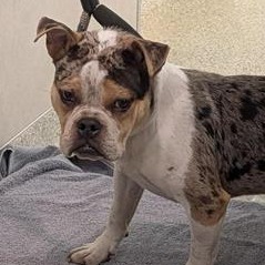 Mixed Breed