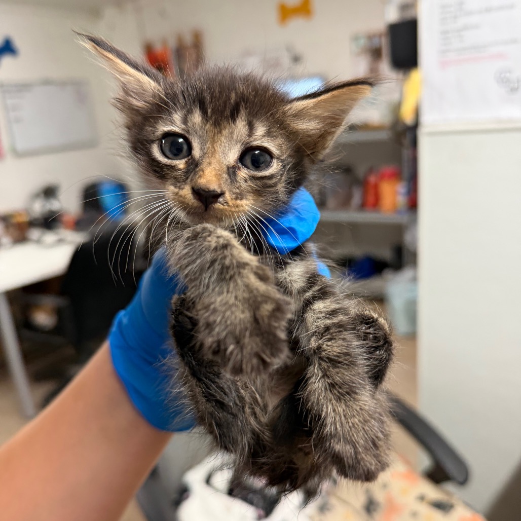 DEMARCUS - Domestic Shorthair available for adoption