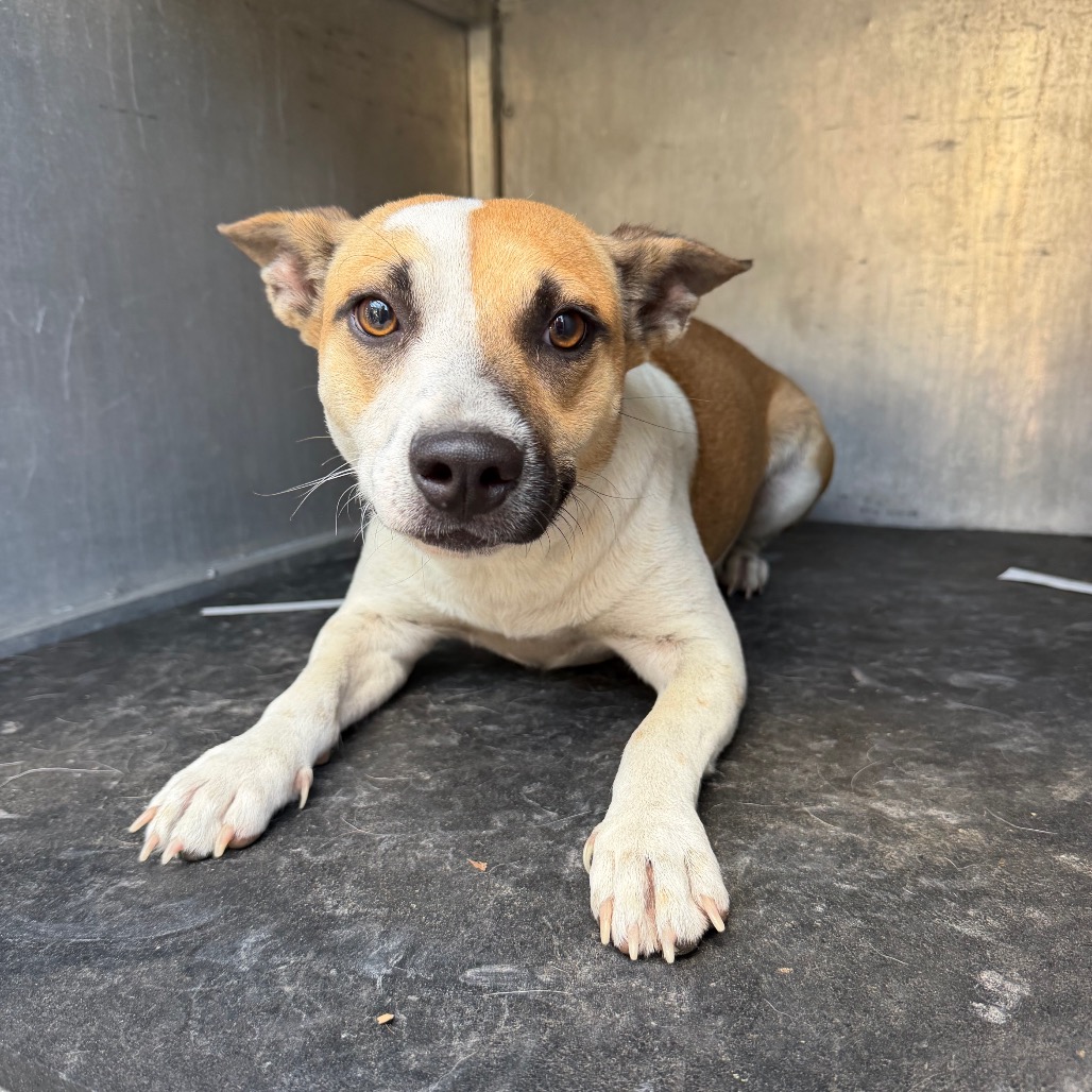 FOX - Terrier available for adoption