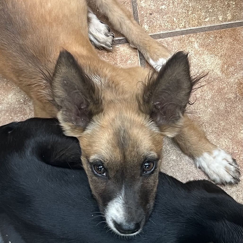FWT TEDDY BEAR - American Blue Heeler / Terrier, Pit Bull for adoption in Midland