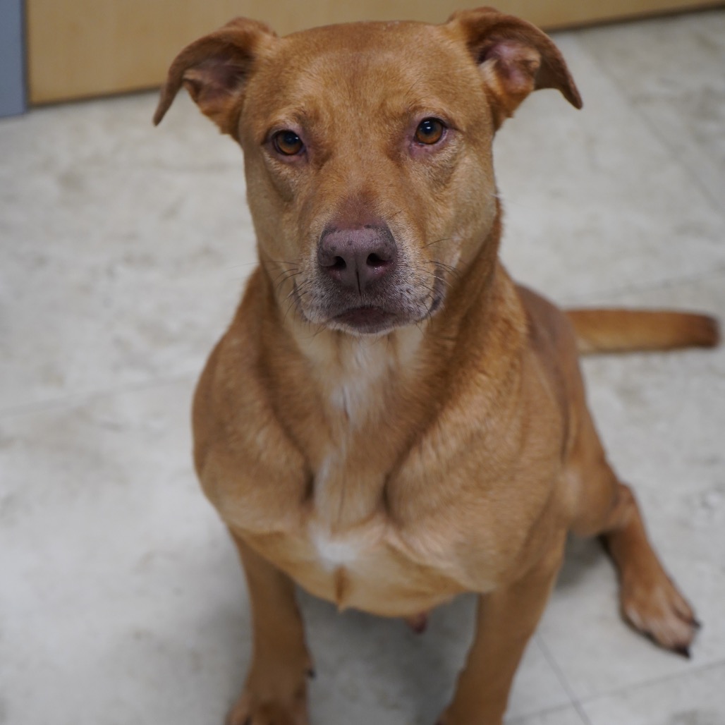  Photo of Bitsy (Gizmo)