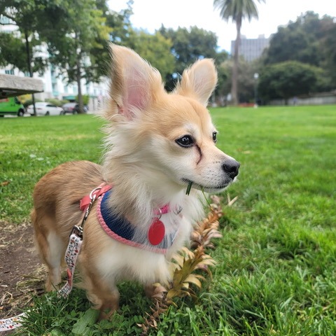 Animal namedGinger