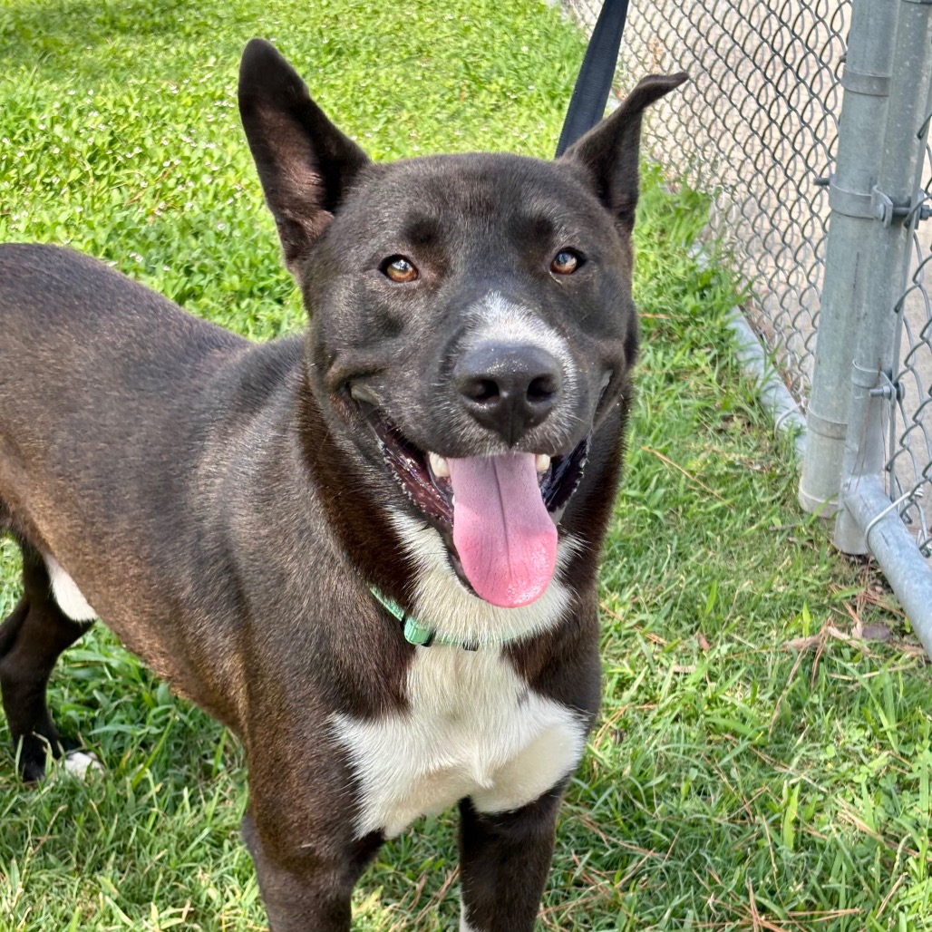 BERNIE - Akita / Cattle Dog available for adoption