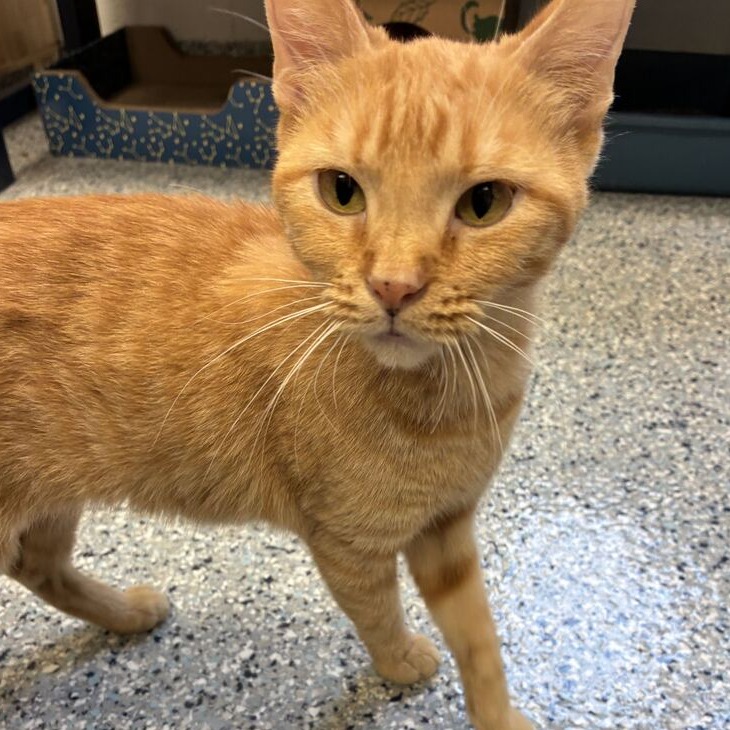 TAMARIND - Domestic Shorthair available for adoption