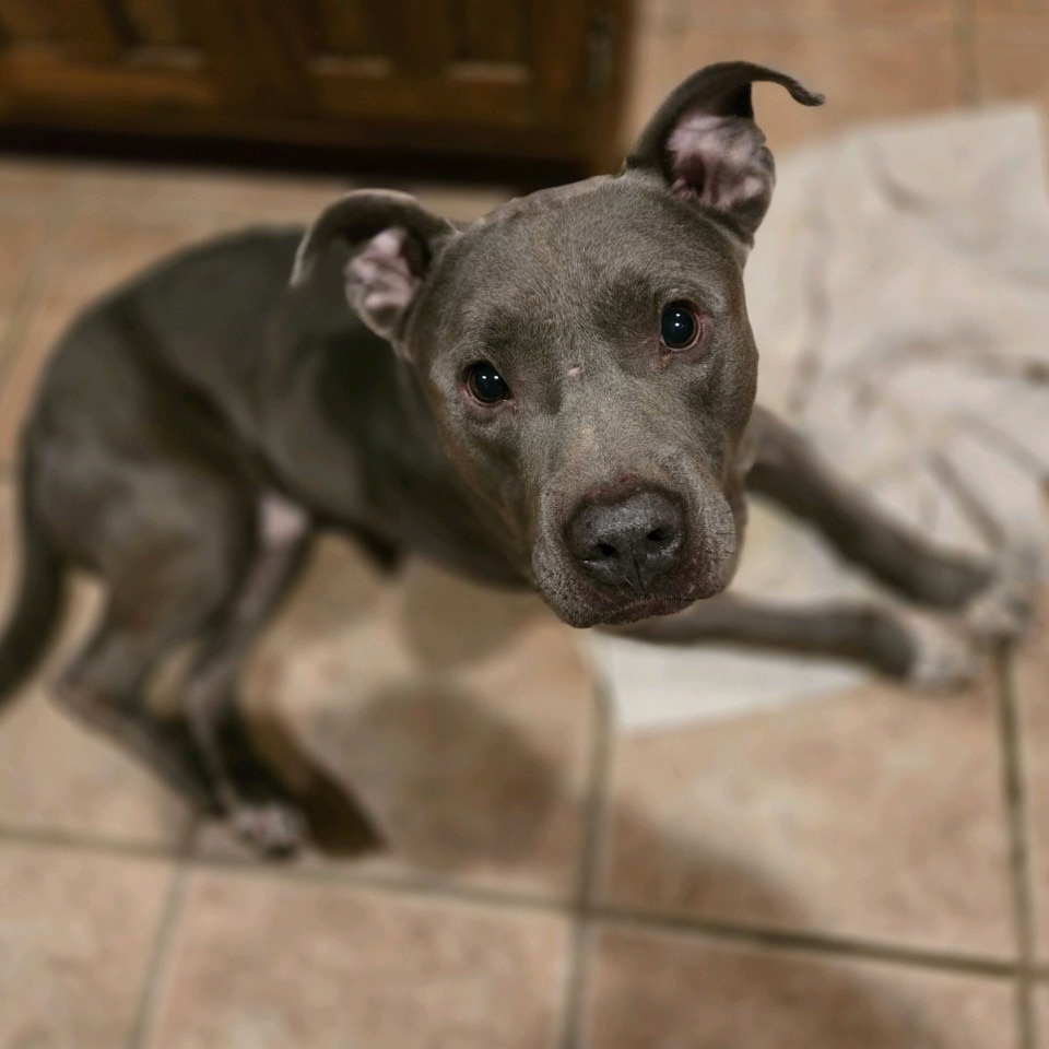 Tyke, photo 21