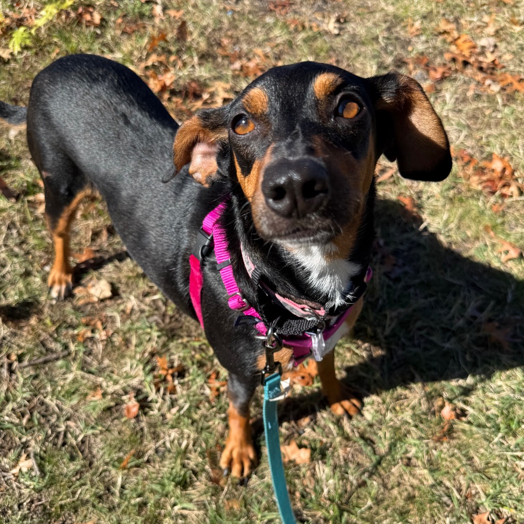 Trixie, photo 12