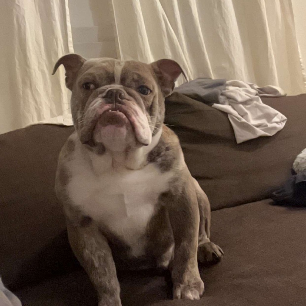 Arlo