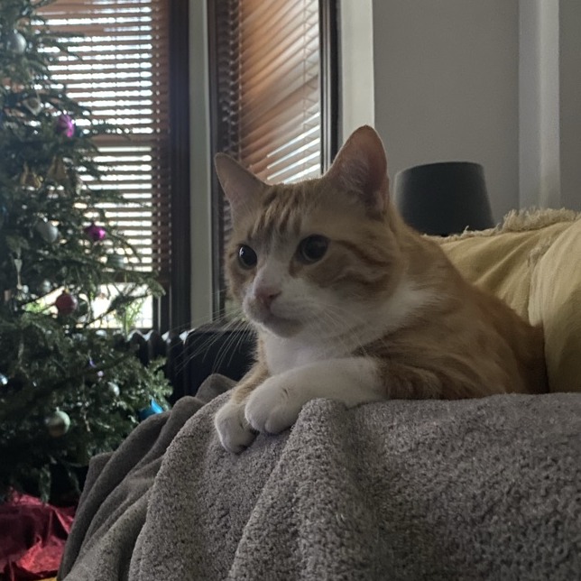 Phoenix — thumbnail 4