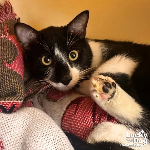 DEAN - Domestic Shorthair available for adoption