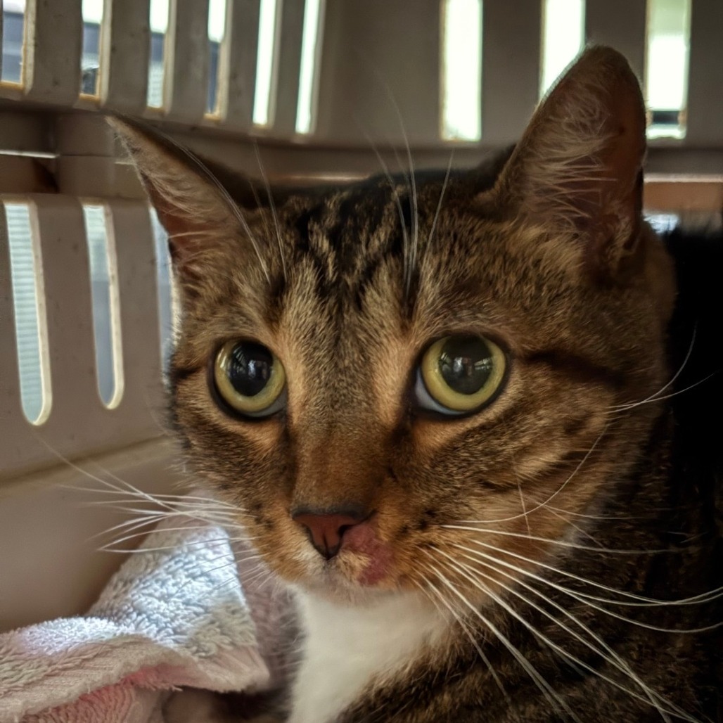 Delilah, photo 4