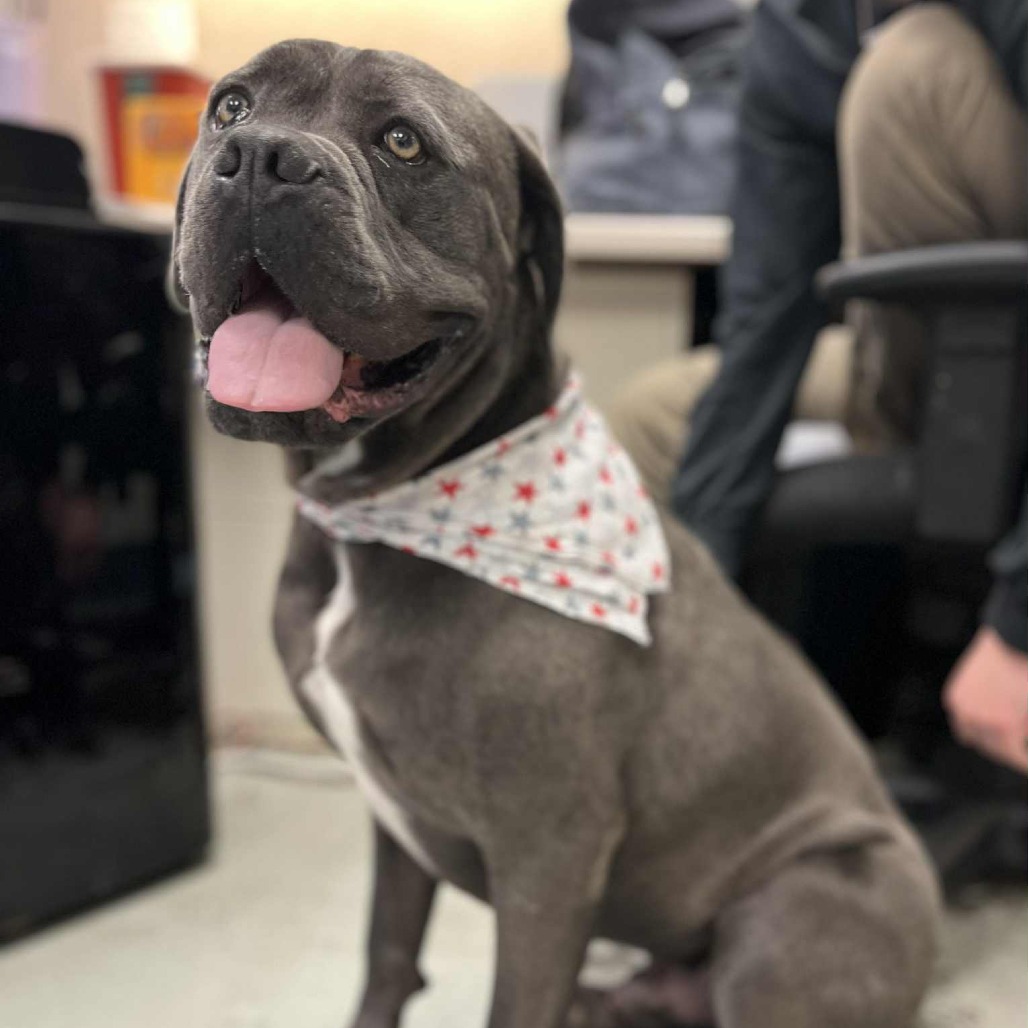 Adam — thumbnail 4