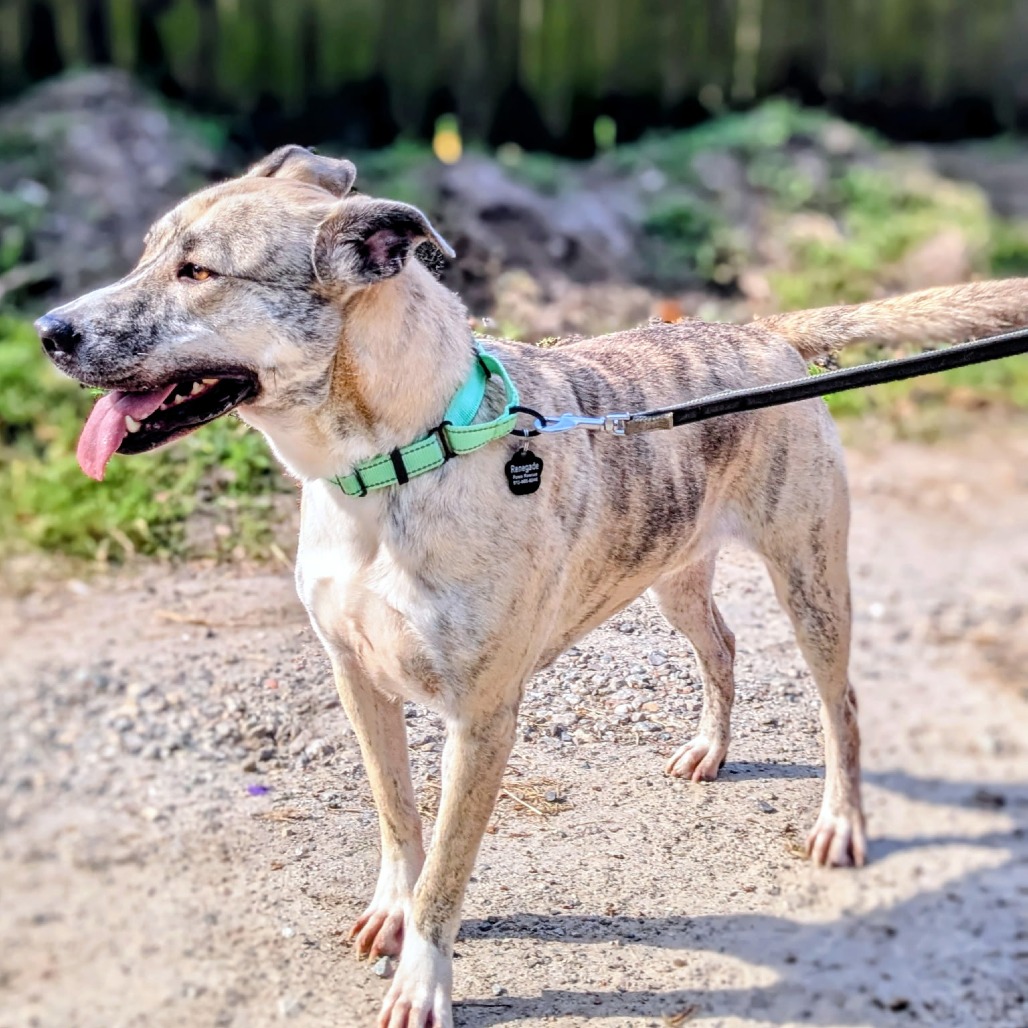 Fluffer Nutter is available for adoption at Renegade Paws Rescue