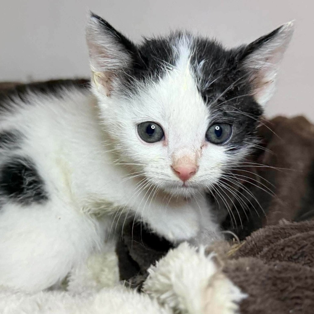 HARRY - Domestic Shorthair available for adoption