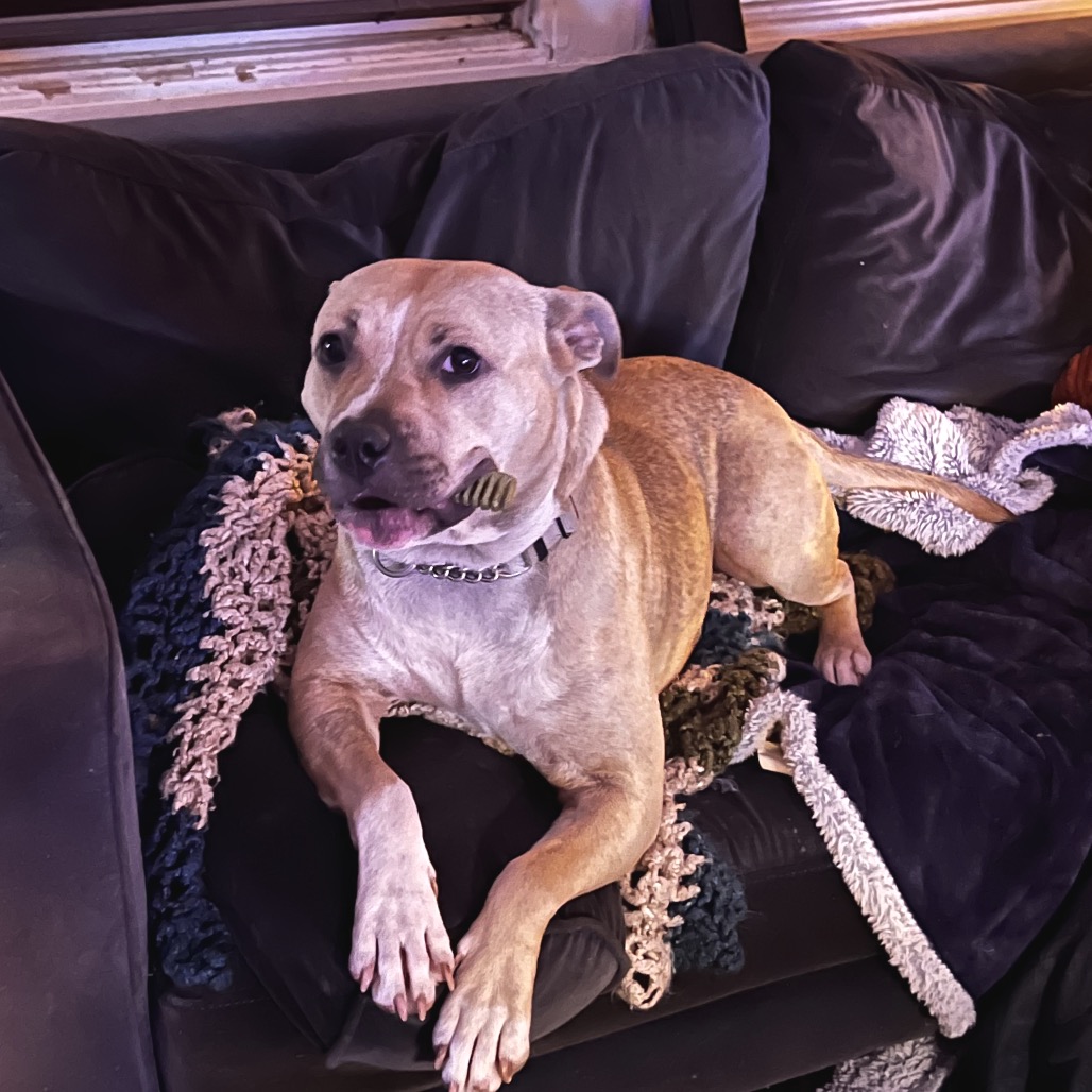 Olive — thumbnail 5