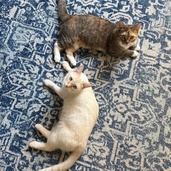 Nutmeg picture #22