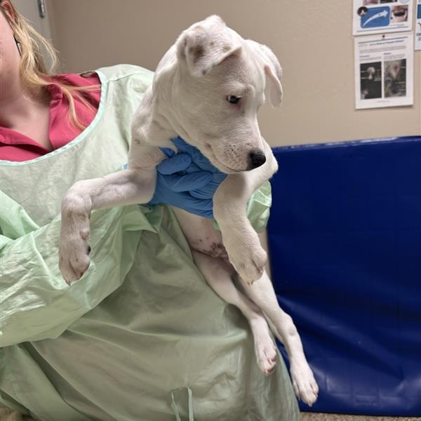 DANNY PHANTOM - Mixed Breed (Medium) / Boxer available for adoption