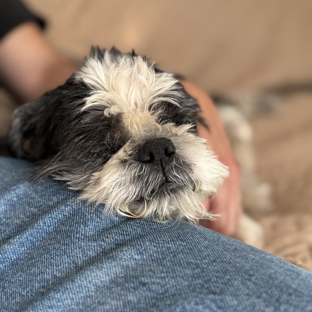 Olaf, photo 11