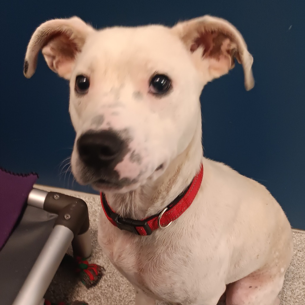 HELBERT - Mixed Breed (Medium) available for adoption