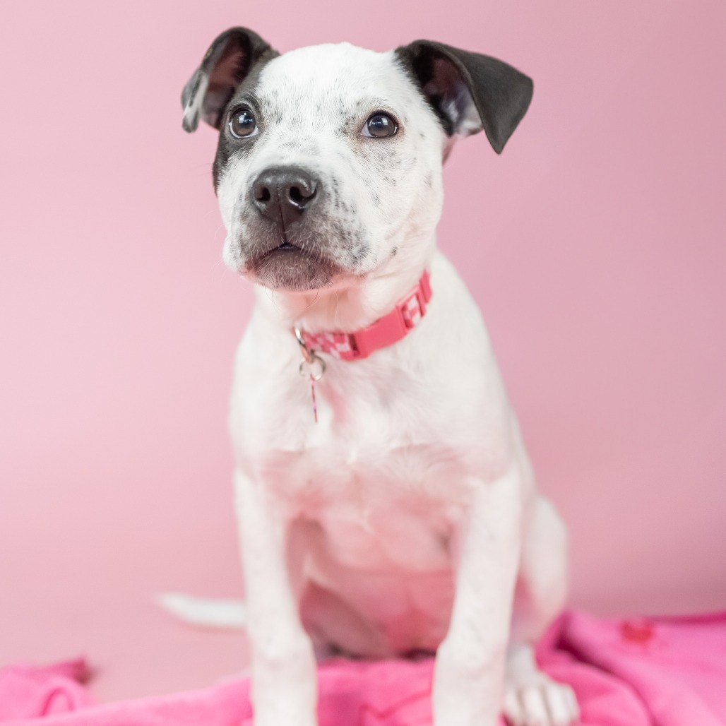 Spot Rescue Dogs Spot is available for adoption at Oregon Dog Rescue
