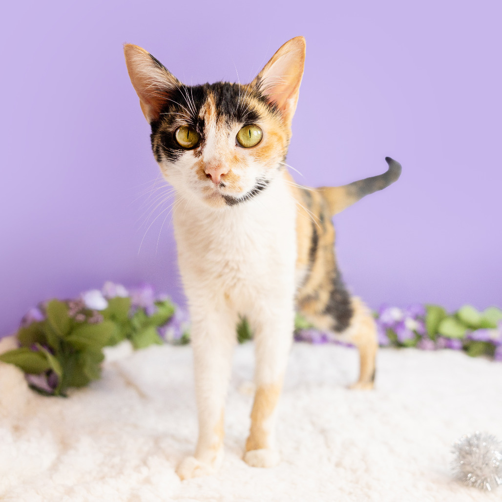 Cassie — thumbnail 3