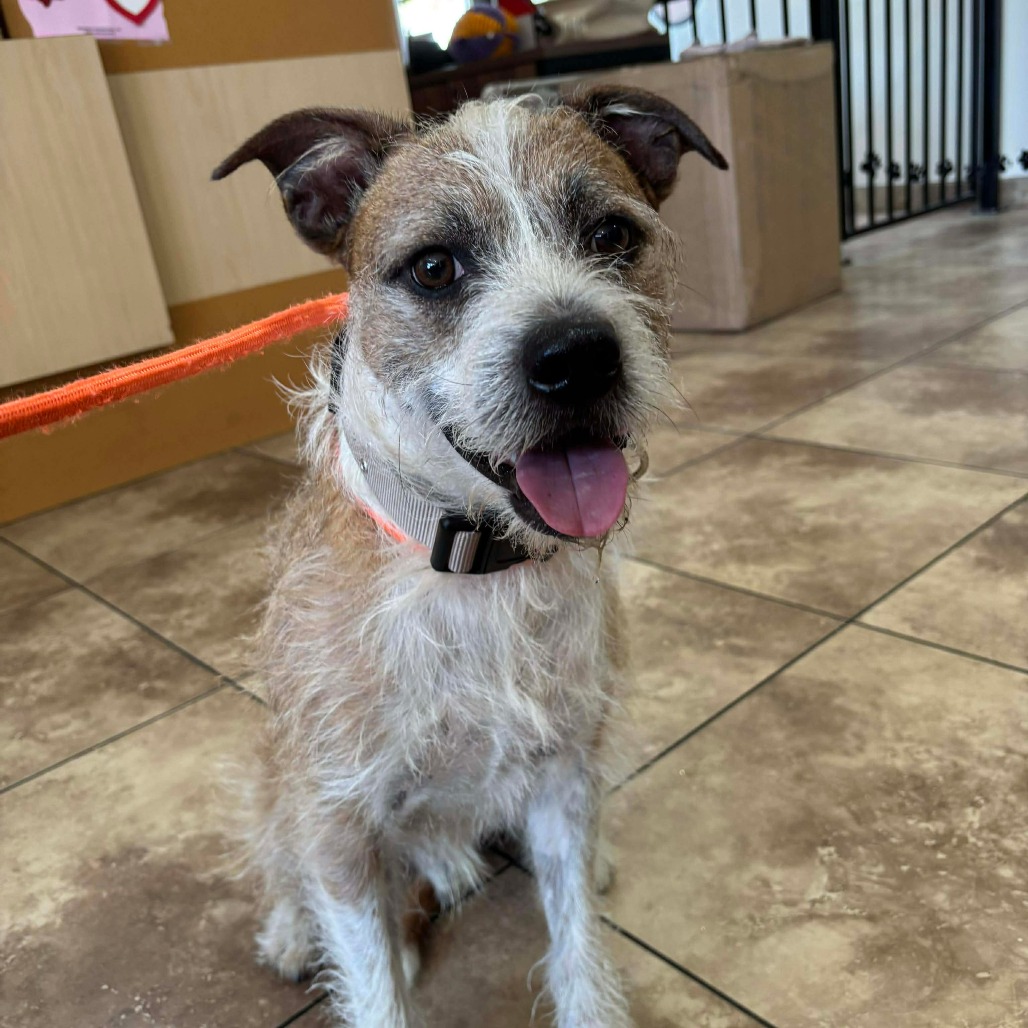 Chunk **STRAY HOLD - NOT AVAILABLE**