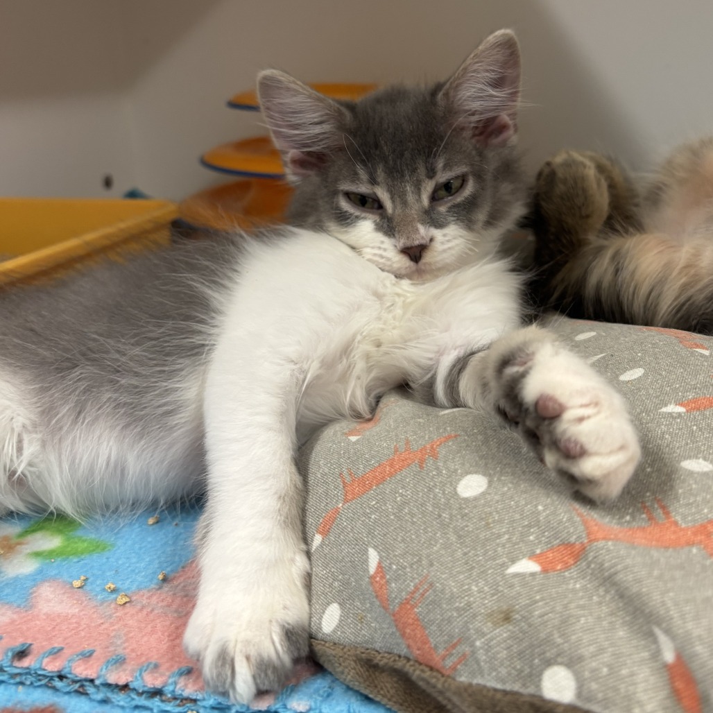 T-BONE - Domestic Medium Hair available for adoption