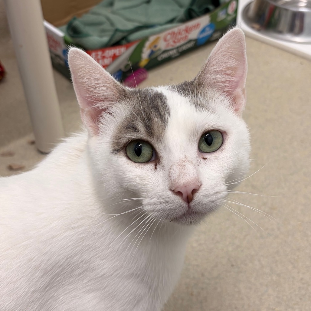 OPIE - Domestic Shorthair available for adoption