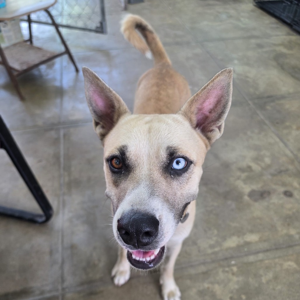 AMARI - Husky / Mixed Breed (Large) available for adoption