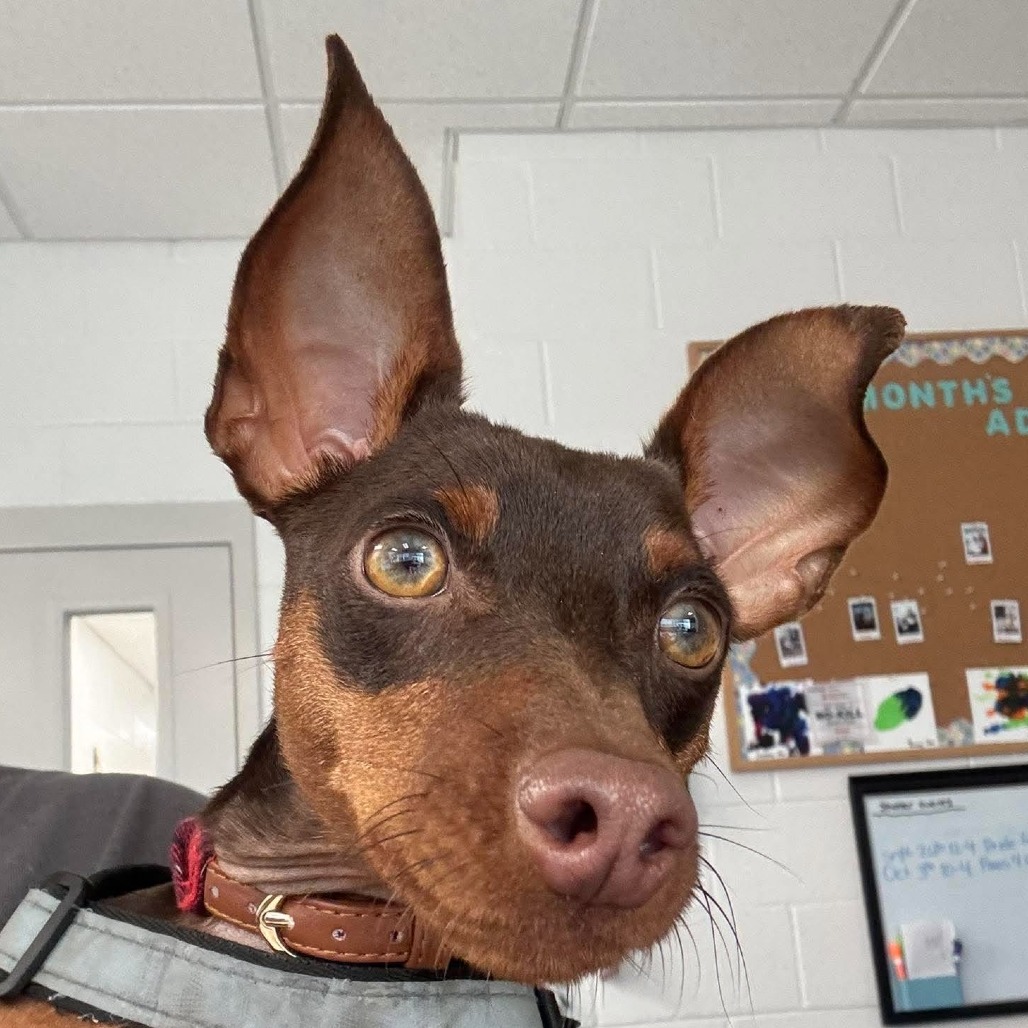 BENTLEY - Pinscher / Miniature available for adoption