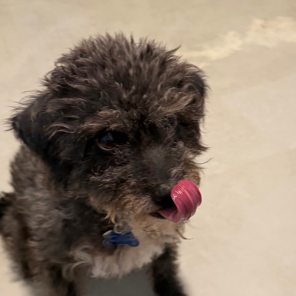 Twinkle (bonded with Star) - Costa Mesa Location, photo 21