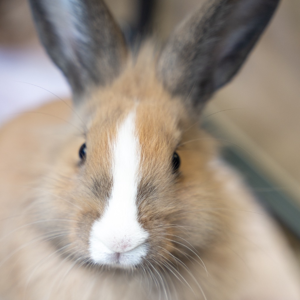 Bale is available for adoption at Georgia House Rabbit Society
